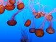 Quallen im Monteray Bay Aquarium