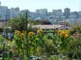 Ein Foto von einem Community-Garden SFO